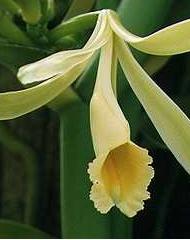 Vanilla Flower